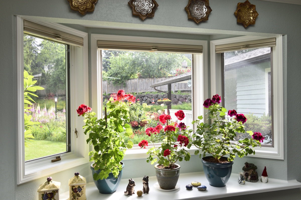 A bright window sill adorned with vibrant geraniums and decorative elements, overlooking a lush garden.