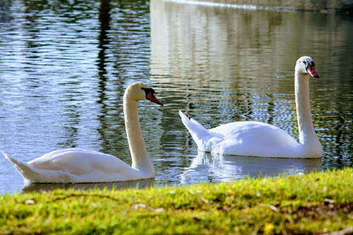 Two swans gracefully gliding on the serene waters of a lake.