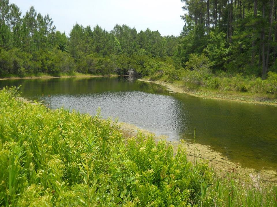 A serene pond surrounded by lush greenery and trees, reflecting a peaceful natural landscape.