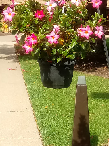 A vibrant display of pink flowers in a hanging planter, adding beauty to the outdoor space.