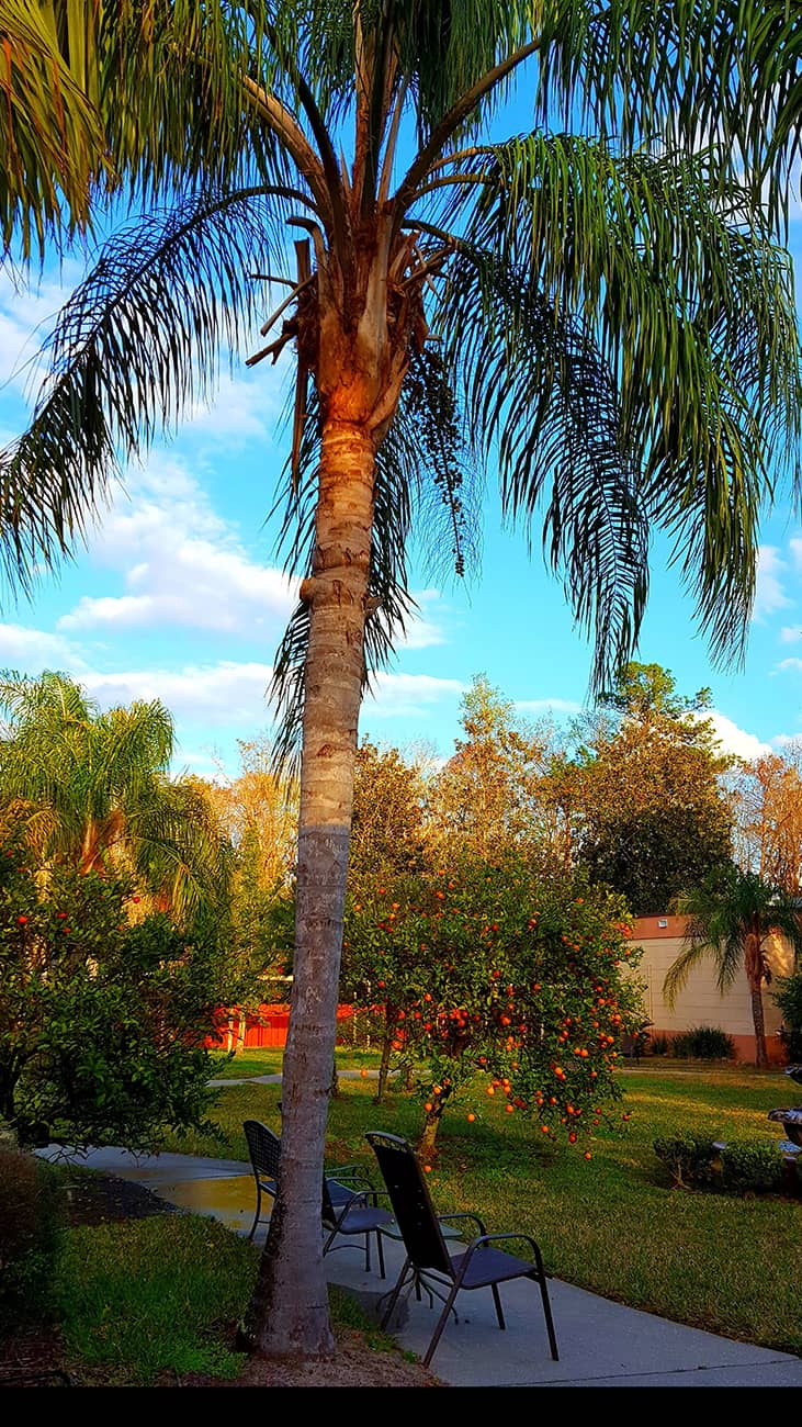 A scenic view featuring a tall palm tree against a vibrant sky with scattered clouds and lush greenery.