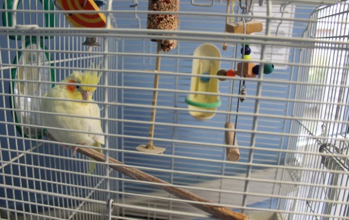 A cockatiel perched inside a cage with various bird toys.