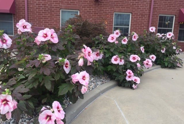 A garden with pink flowers blooming alongside a brick building and sidewalk.
