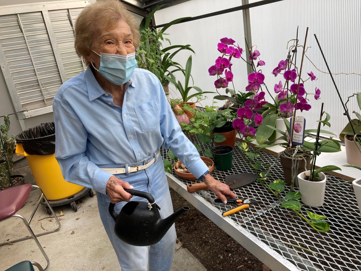 An elderly woman wearing a mask is tending to orchids in a greenhouse.