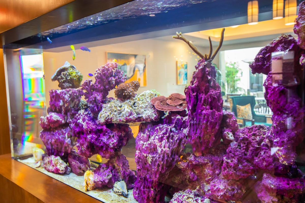 A vibrant aquarium filled with purple corals and various marine life.