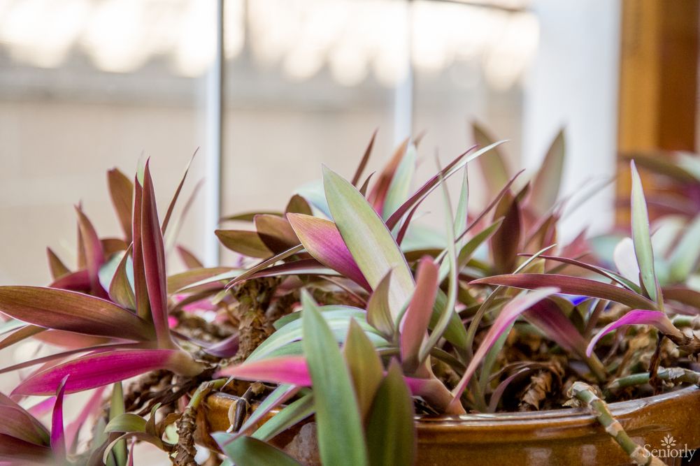 A vibrant Tradescantia plant with purple and green leaves basking in sunlight by the window.