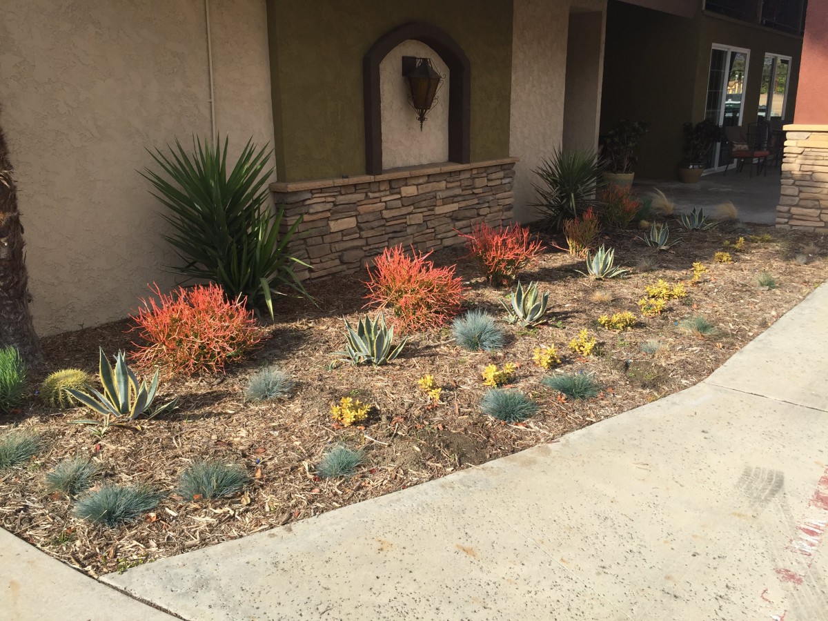 A xeriscaped garden featuring succulents and desert plants by a walkway.