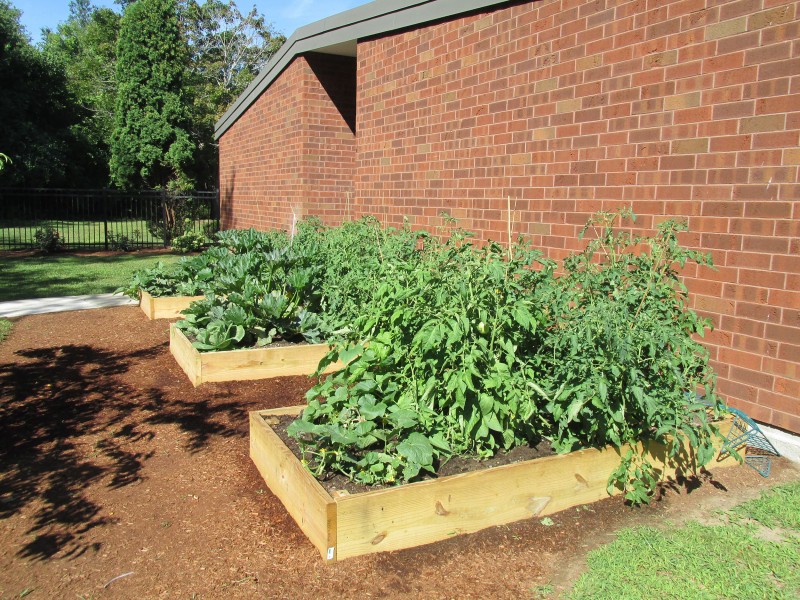 Raised garden beds with lush green plants beside a brick wall.