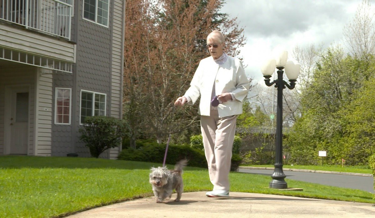 An elderly woman walks her dog in a park on a clear day.