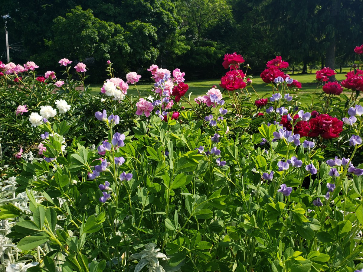 A vibrant garden with a variety of colorful flowers in bloom.
