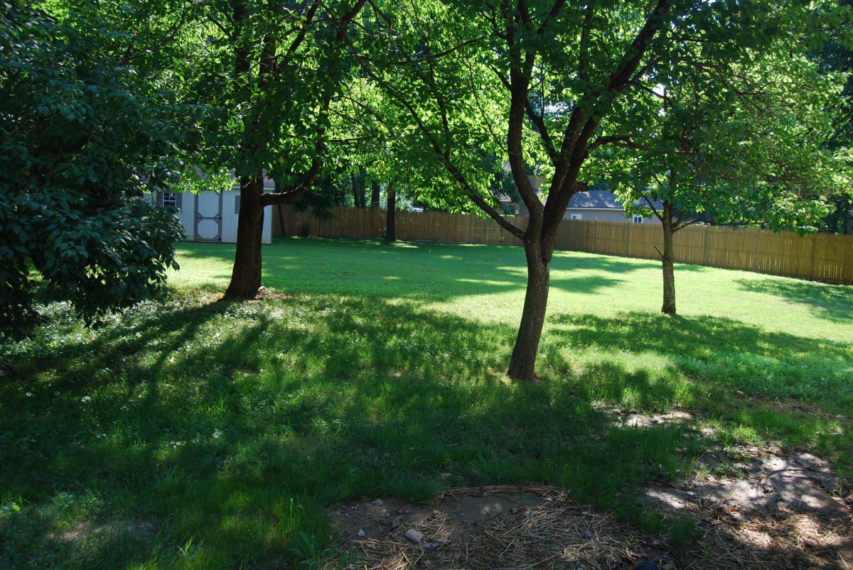 A sunny backyard with lush trees and a well-maintained lawn.