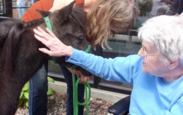 An elderly woman in a wheelchair pets a small farm animal.