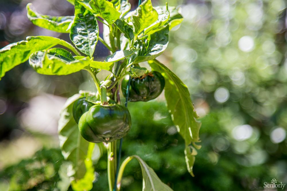 Green bell peppers growing on a plant in the garden.