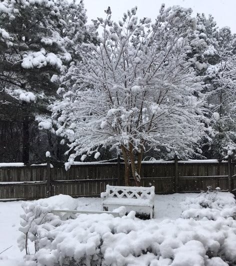 A snowy backyard scene with a white bench and trees covered in snow.