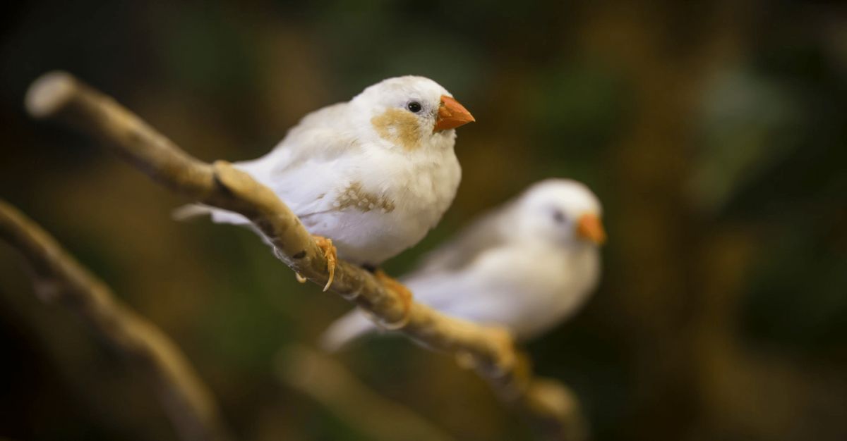 Two zebra finches perched on a branch.