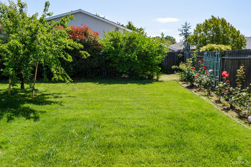 A sunlit backyard with a lush green lawn and surrounding trees.