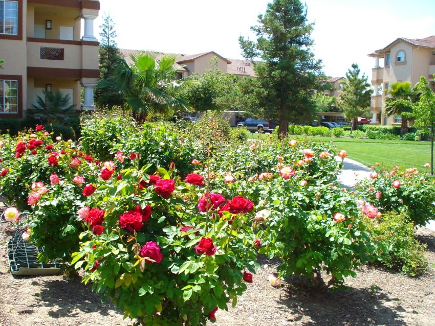 A vibrant garden with blooming roses in a residential area.