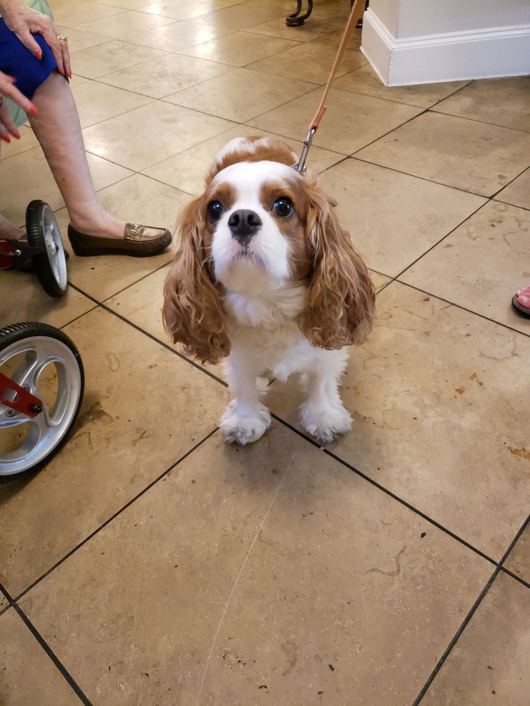 A Cavalier King Charles Spaniel on a leash, standing indoors on a tile floor.