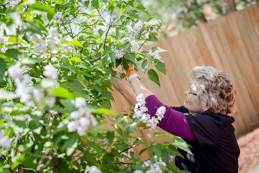 A woman tending to flowering plants in a garden.