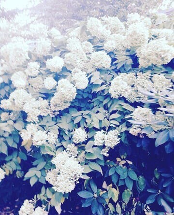 A garden filled with blooming white flowers.