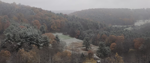 A serene view of a snowy forest landscape during autumn, showcasing the changing colors of the trees.