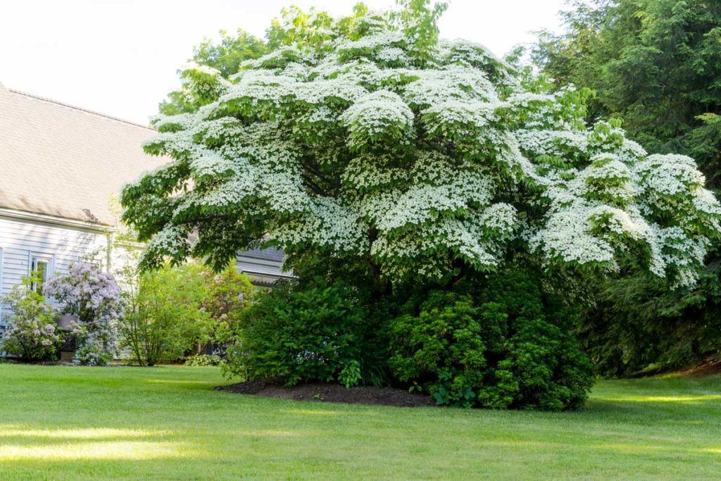 A lush flowering tree in a landscaped garden.