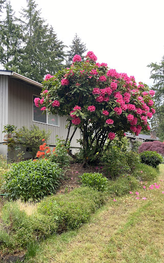 A vibrant garden featuring a bush full of pink flowers next to a cozy home.