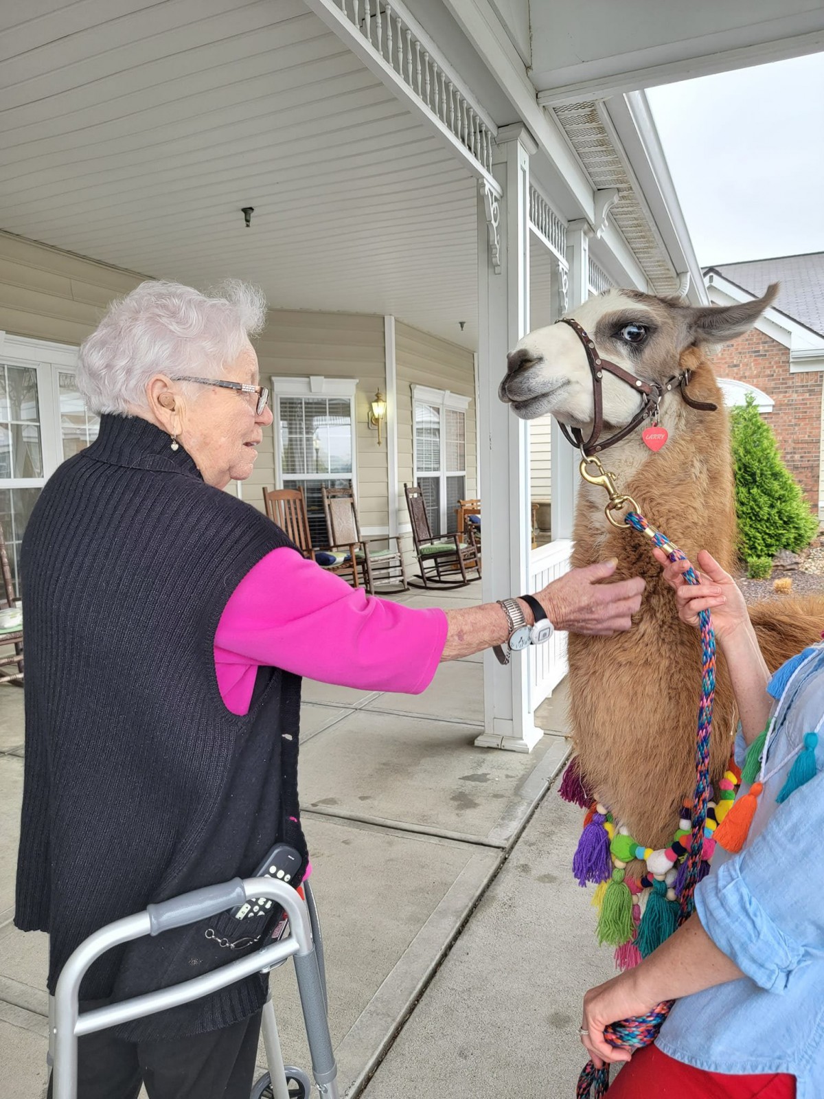 An elderly person interacts with a llama outdoors.