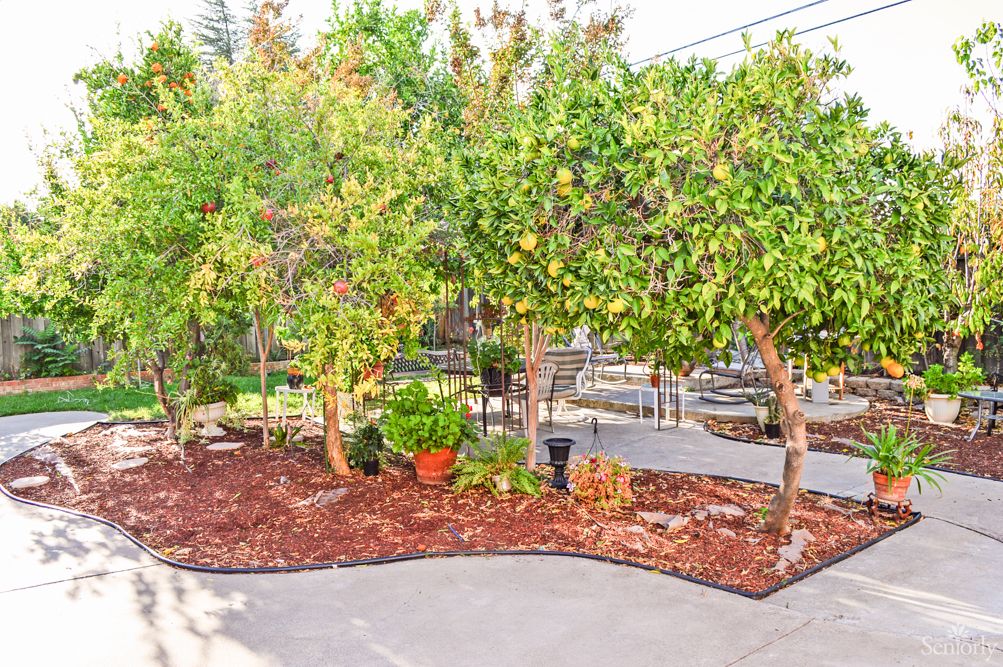 A neatly landscaped garden area with trees and mulched ground.