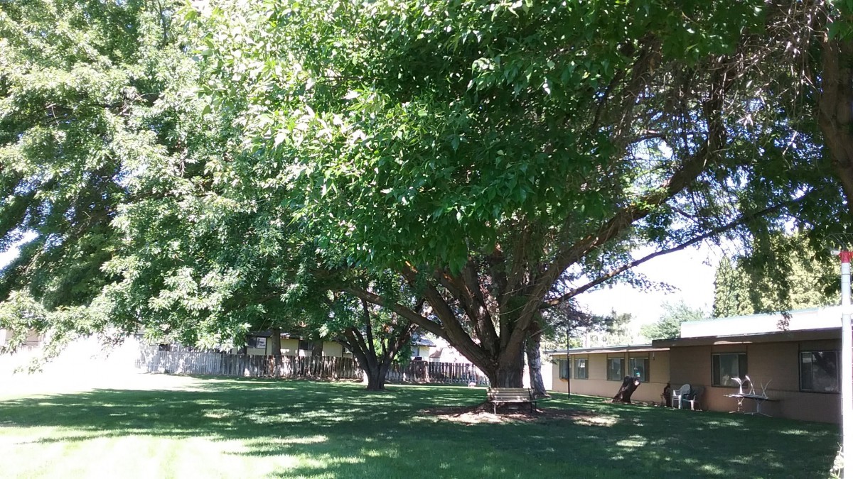 A large tree providing shade on a sunny day with a lawn and building nearby.