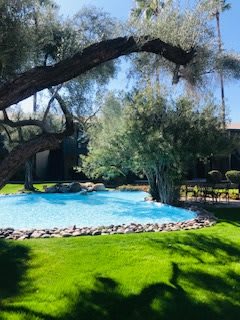 A tranquil outdoor pool surrounded by lush greenery and trees under a sunny sky.
