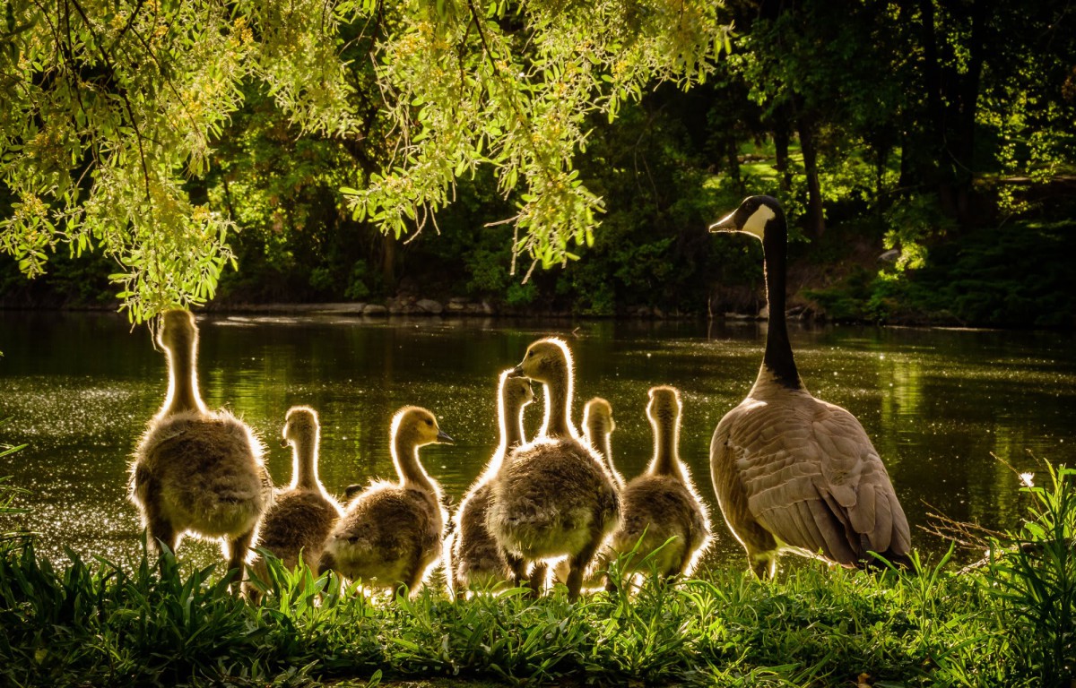 A family of geese silhouetted by the sunset beside a tranquil lake.