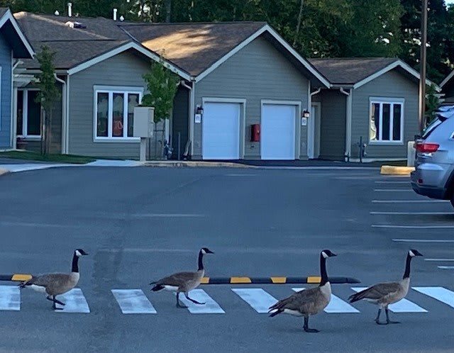 A group of geese crossing a street using a crosswalk in an urban area.