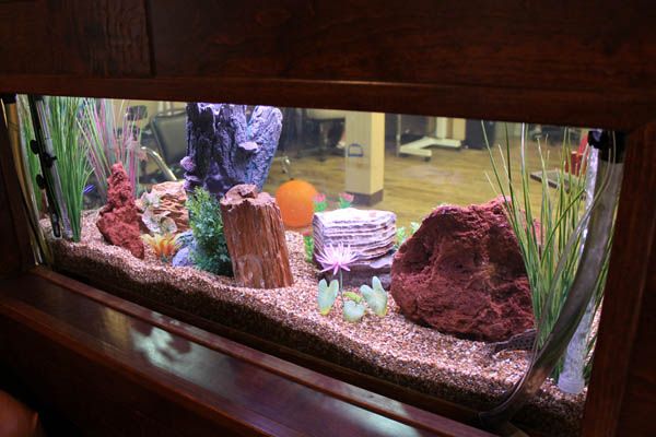 A beautifully decorated aquarium featuring rocks, plants, and colorful underwater decorations.