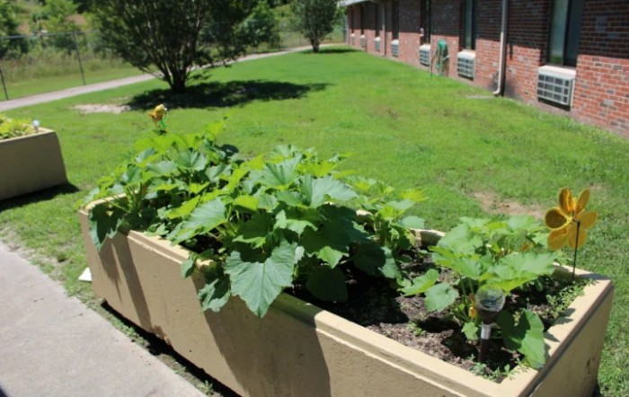 A sunny outdoor vegetable garden with plants growing in a raised bed.