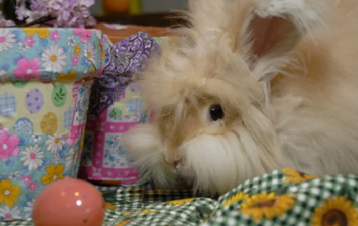 A fluffy rabbit sits next to colorful, decorative boxes indoors.