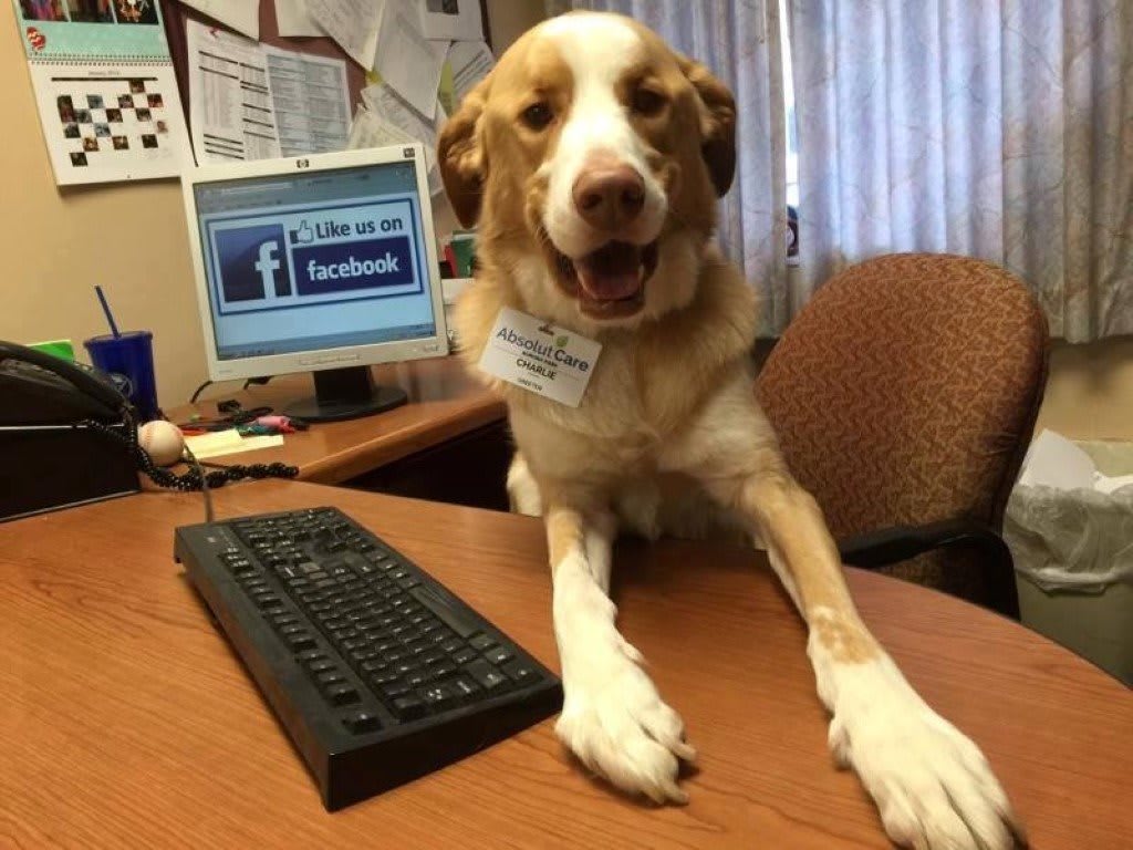 A dog posing humorously as an office worker at a desk with a computer and keyboard.