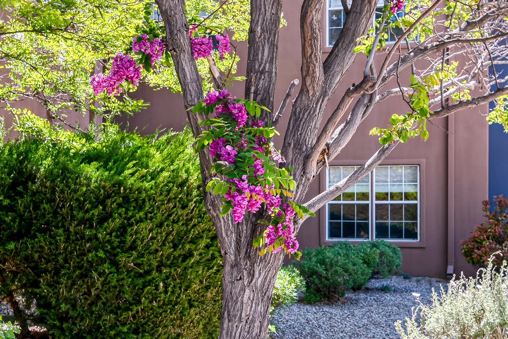 A tree with vibrant pink flowers in a well-maintained garden next to a house.