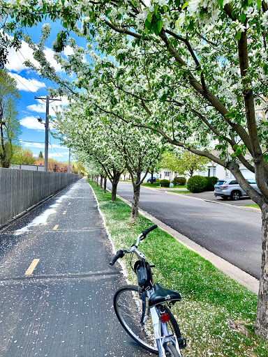A peaceful spring day along a tree-lined pathway, perfect for cycling.