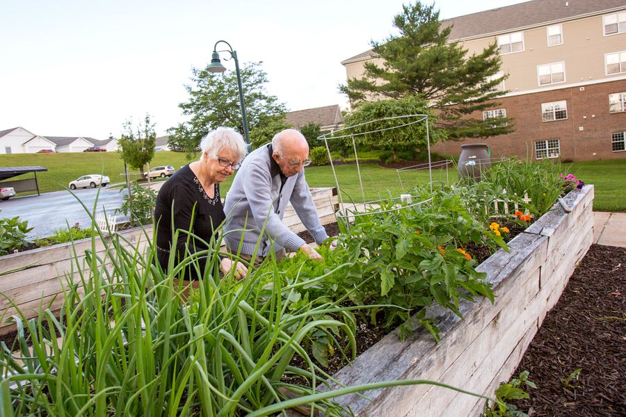 Two seniors tending to plants in a community garden.