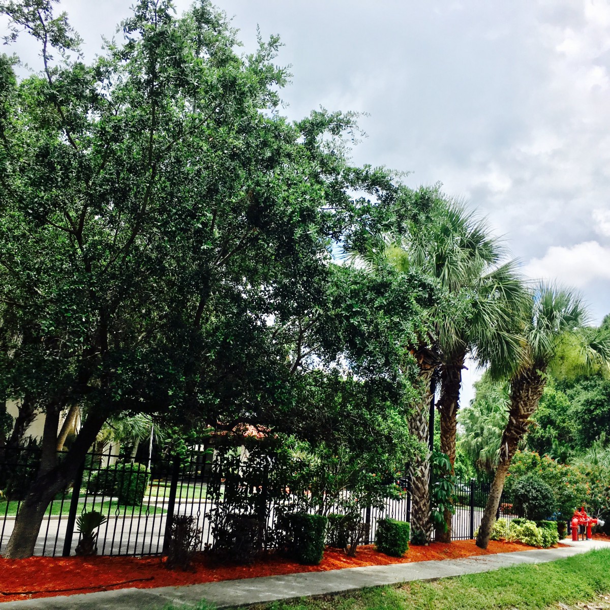 A scenic view of a landscaped area with palm trees and other greenery, bordered by a fence and a sidewalk under a cloudy sky.