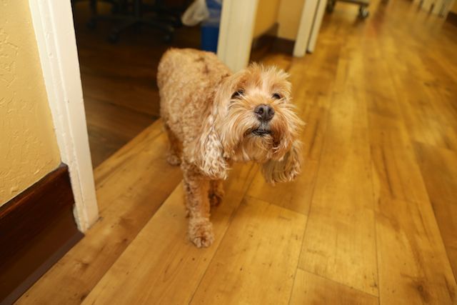 A cute, small furry dog walking indoors on a wooden floor.
