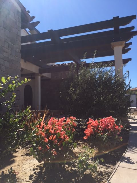 A sunny garden with vibrant flowers and a pergola providing shade.