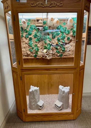 A beautifully arranged terrarium showcasing a vibrant environment for potential reptiles or small animals.