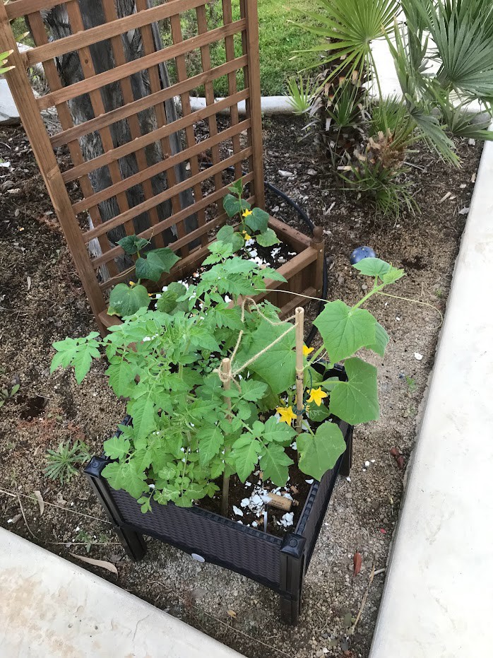 A small garden with various plants growing in a raised planter box, supported by a wooden trellis.