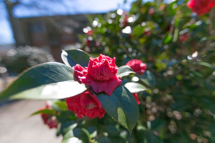 A vibrant red camellia flower in full bloom amidst lush green leaves.