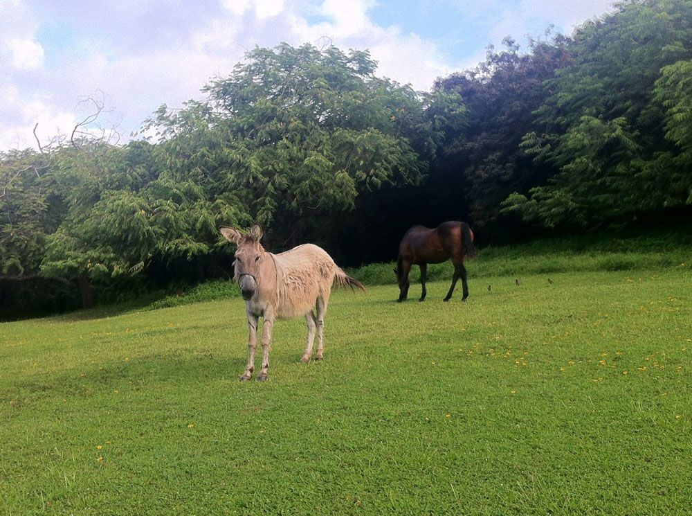 A zorse and a horse standing in a lush green field with trees in the background.
