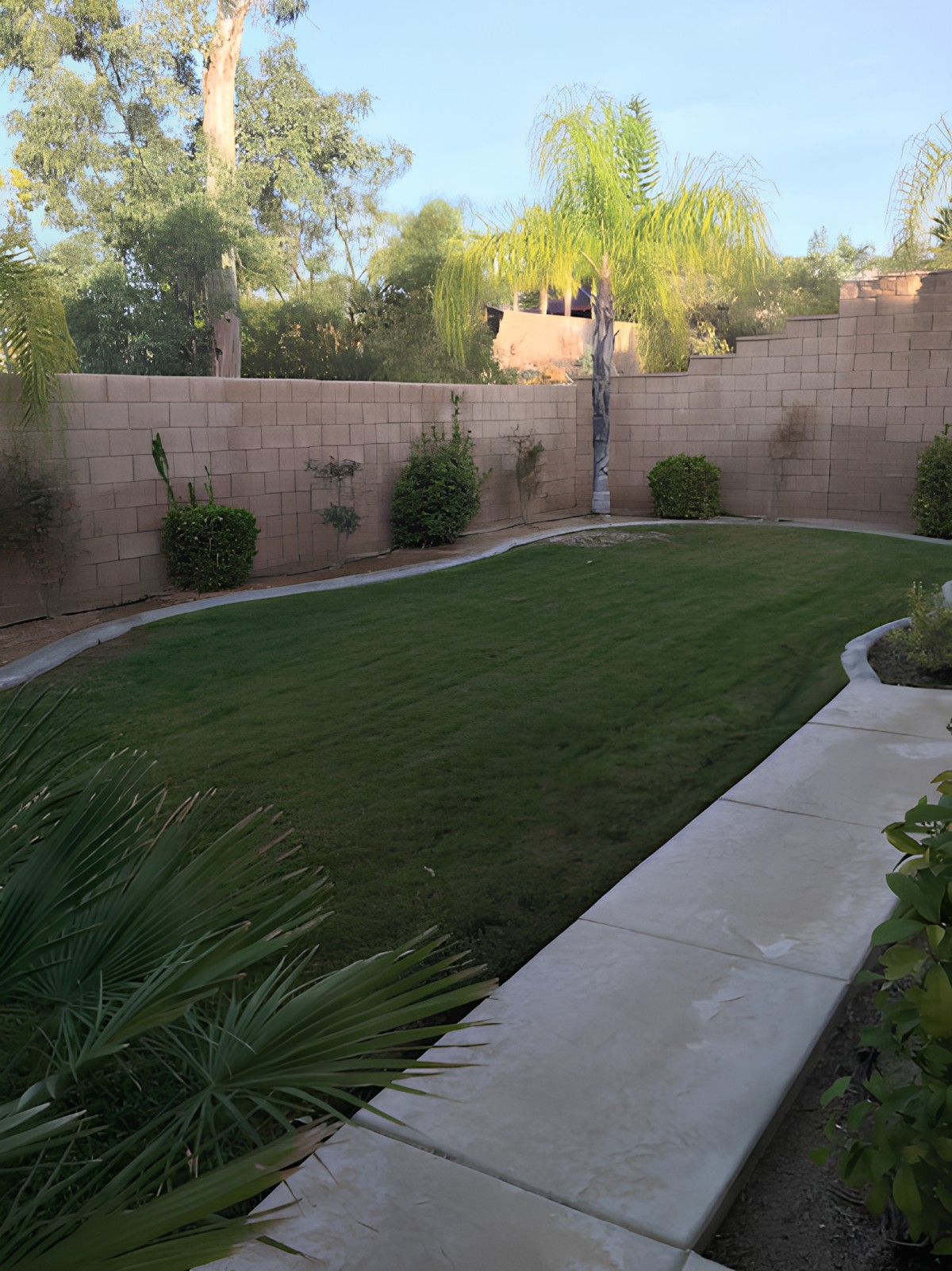 A well-maintained backyard with lush grass and surrounding plants.