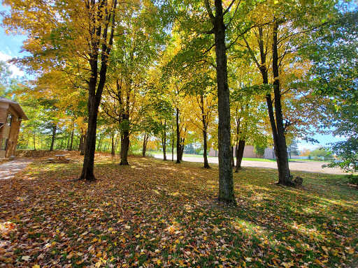 A serene autumn landscape showcasing trees adorned with vibrant yellow leaves.