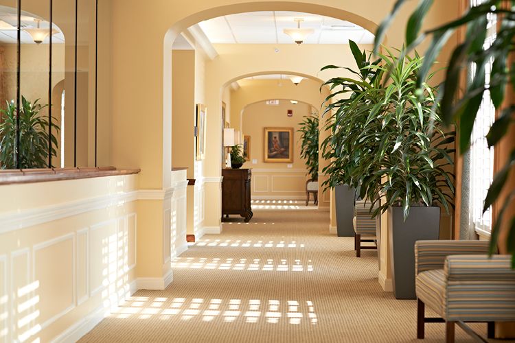 A sunlit hallway with plants lining the walls, creating a warm and inviting atmosphere.